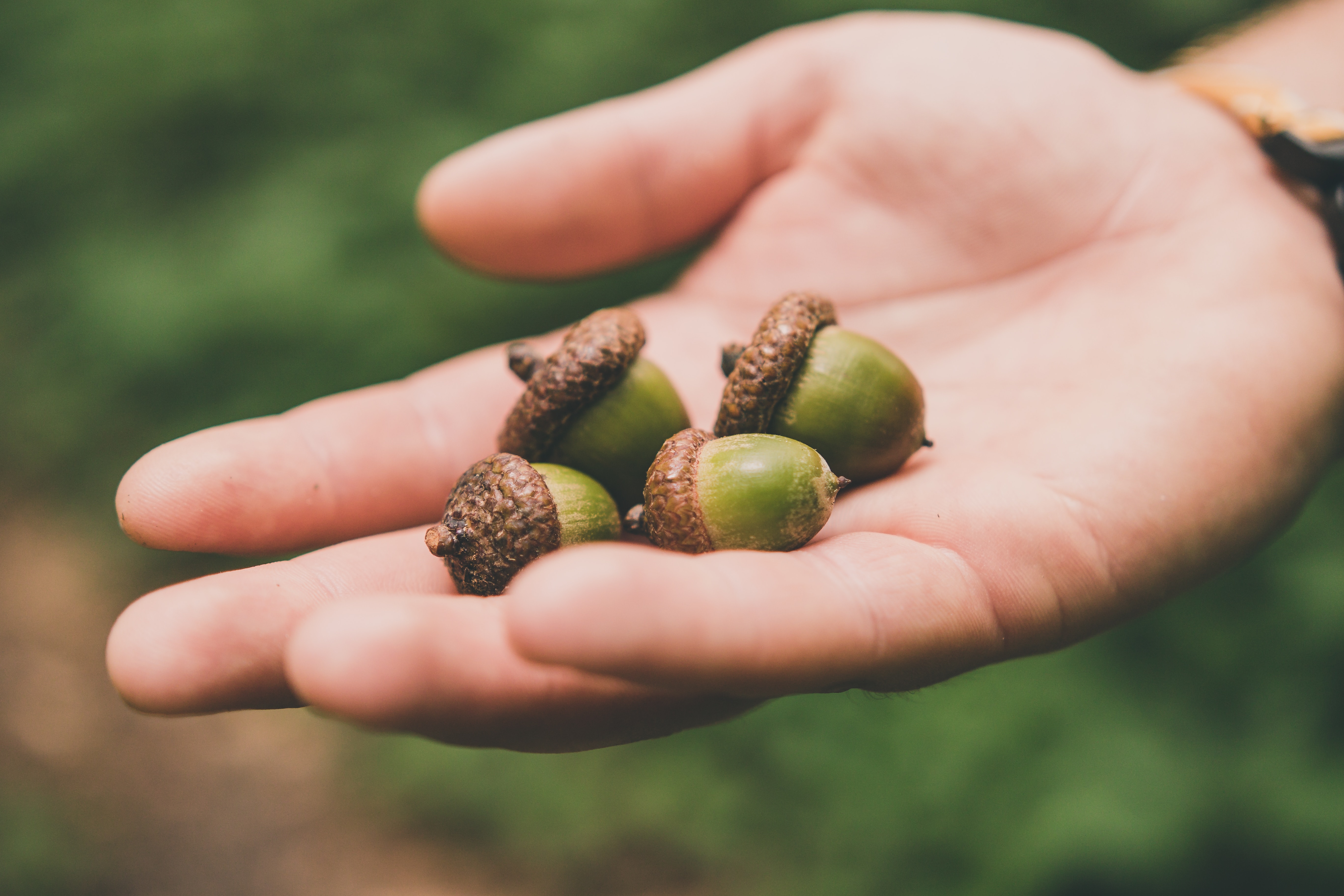 handful-of-acorns
